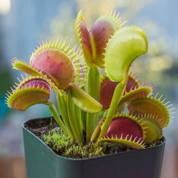 Venus Flytrap Η εξωτική σαρκοφάγα μικρή μύγα εξασκεί φροντίδα και ενδιαφέροντα γεγονότα