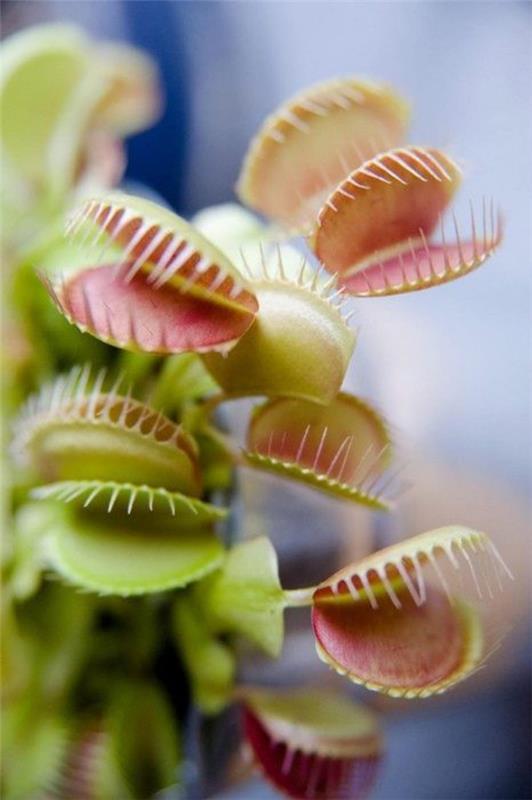 Η Venus Flytrap Care και ασήμαντα ασκούν την εξωτική σαρκοφάγα και την παγίδα γέλιου