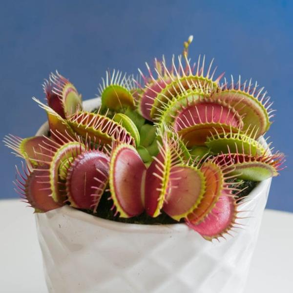 Η Venus flytrap φροντίζει και ασχολείται με τις εξωτικές σαρκοφάγες ροζ εσωτερικές παγίδες ελκυστικές