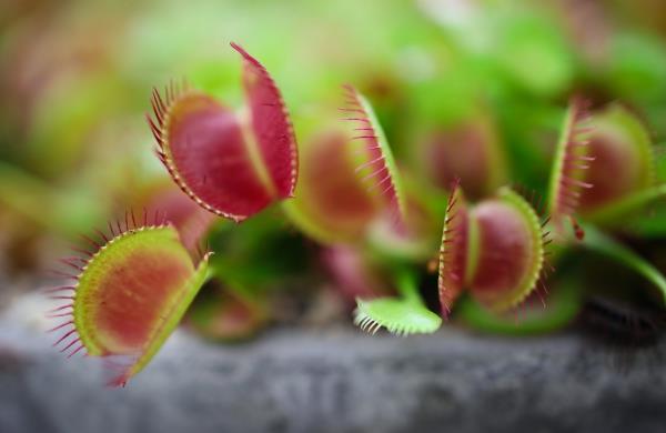 Venus Fly Trap Η φροντίδα και η χρήσιμη γνώση εξασκούν την εξωτική σαρκοφάγα κόκκινη στόμα φλέβα παγίδα