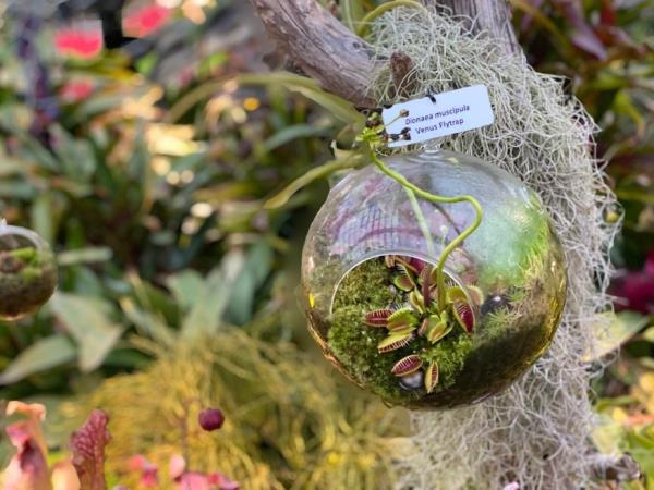 Venus flytrap Η εξωτική σαρκοφάγα γυάλινη μύγα από terrarium είναι εκπαιδευμένη στη φροντίδα και χρήσιμες γνώσεις