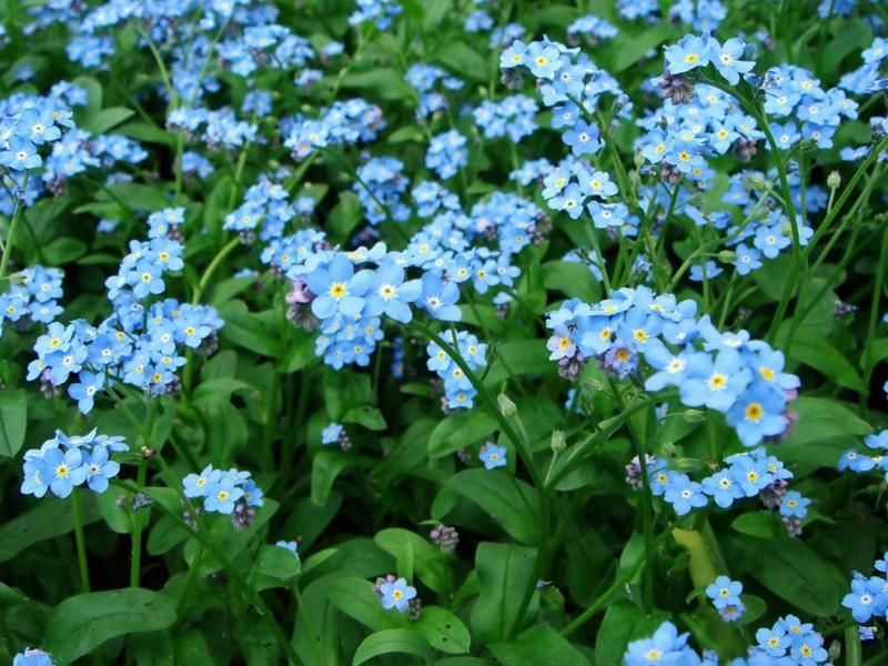 Forget-me-not myosotis όμορφα ανοιξιάτικα λουλούδια εικόνες