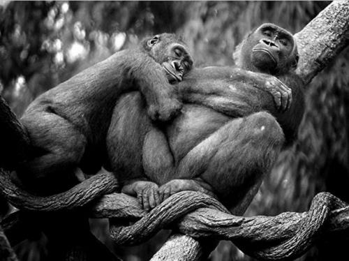 Ζώα ερωτευμένα μαϊμού κλαδί εικόνες δέντρου
