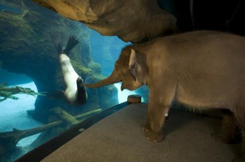 Ζώα ελέφαντας αγάπη δεν γνωρίζει σφραγίδα