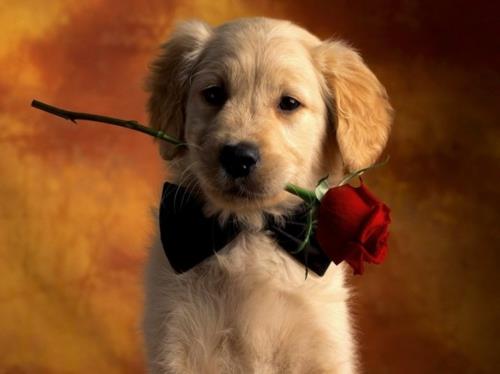 Ζώα ερωτευμένα σκυλάκια τριαντάφυλλα
