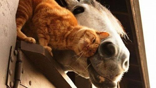 Ζώα ερωτευμένα άλογα γάτας ενδιαφέροντα