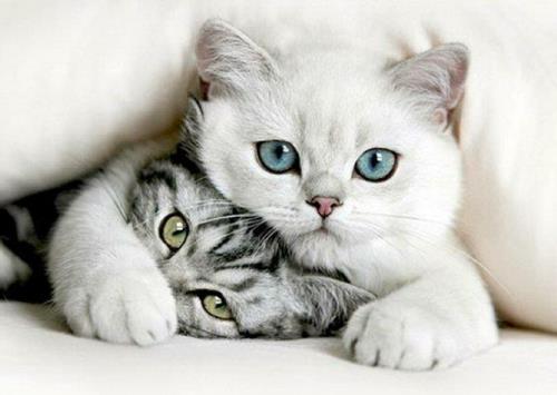 Ζώα γάτες λευκά γκρι βαθιά μάτια