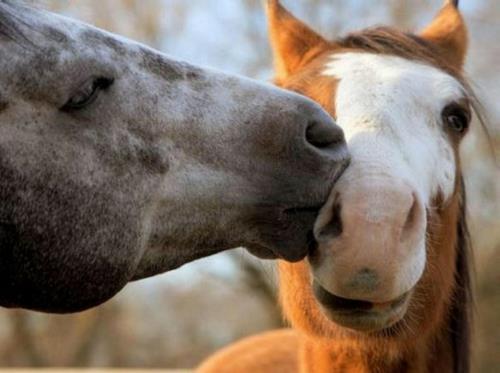 Ζώα ερωτευμένα άλογα άγρια ​​φύση