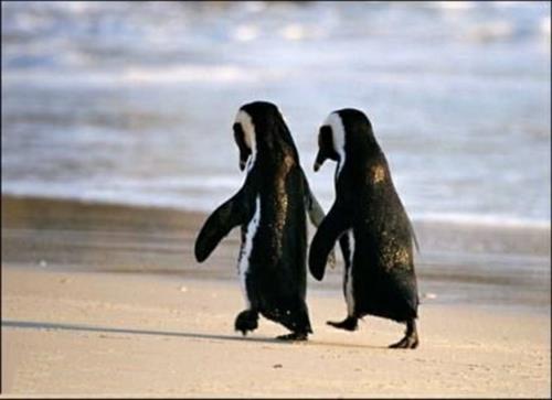 Τα ερωτευμένα ζώα περπατούν πιγκουίνους στην παραλία