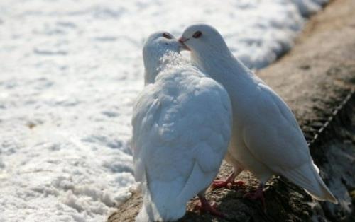 Ζώα ερωτευμένα περιστέρια παραλία λευκής θάλασσας