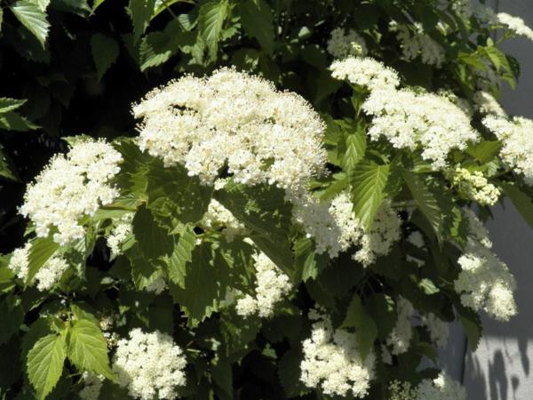 Χιονοστιβάδα Viburnum dentatum