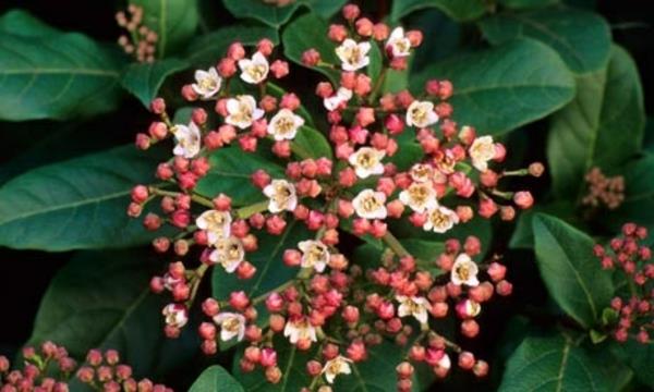 Χρώματα λουλουδιών Viburnum tinus Gwenllian