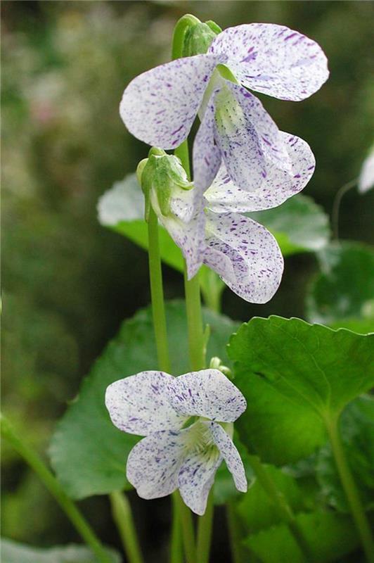 Viola odorata March violets όμορφα ανοιξιάτικα λουλούδια εικόνες