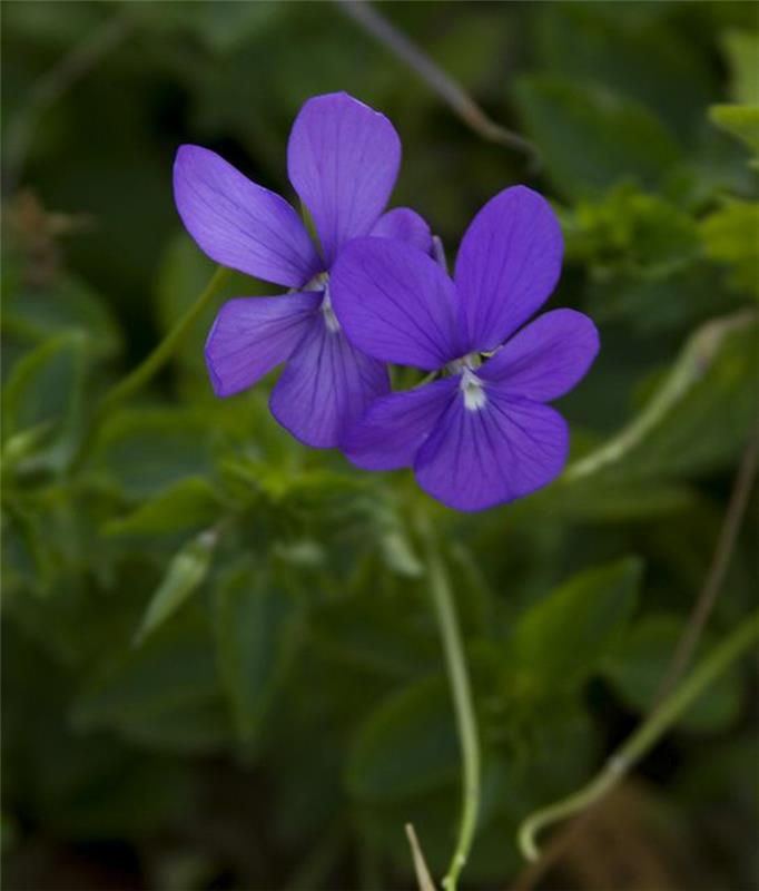 Viola odorata βιολέτες όμορφα ανοιξιάτικα λουλούδια εικόνες