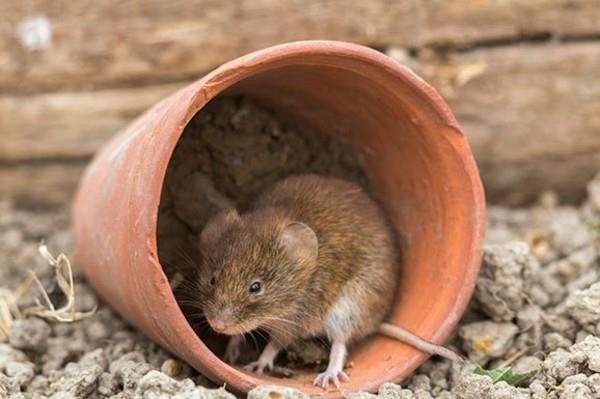 Voles