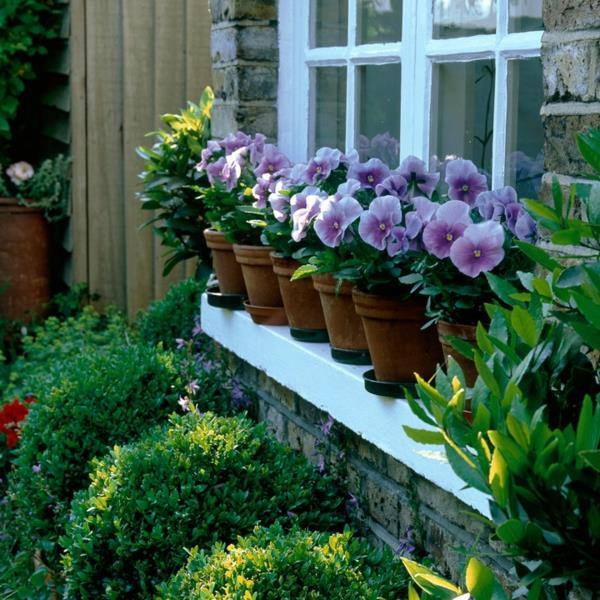 γλάστρες εσωτερικά φυτά παράθυρο μπροστινή αυλή σχήμα φύσης