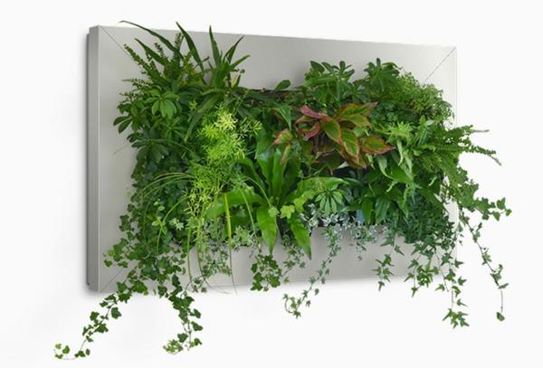 ζωντανή διακόσμηση τοίχου με φυτά καθαρό αέρα