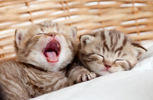 Γιατί οι γάτες χασμουριούνται όταν χασμουριούνται;
