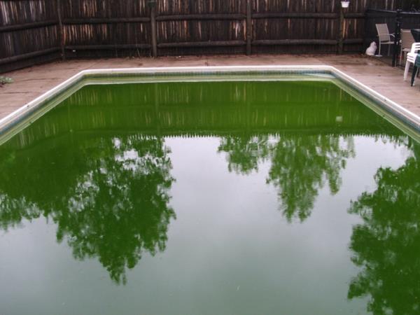 Γιατί το νερό της πισίνας μπορεί να είναι πράσινοι λόγοι
