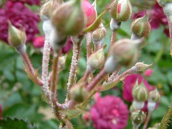 Τι βοηθάει με το ωίδιο στα τριαντάφυλλα; Σπιτικές θεραπείες Πραγματικό ωίδιο τριαντάφυλλου