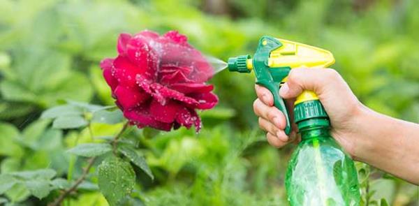 Τι βοηθά με το ωίδιο στα τριαντάφυλλα; Οικιακά φάρμακα Τριαντάφυλλο ωίδιο