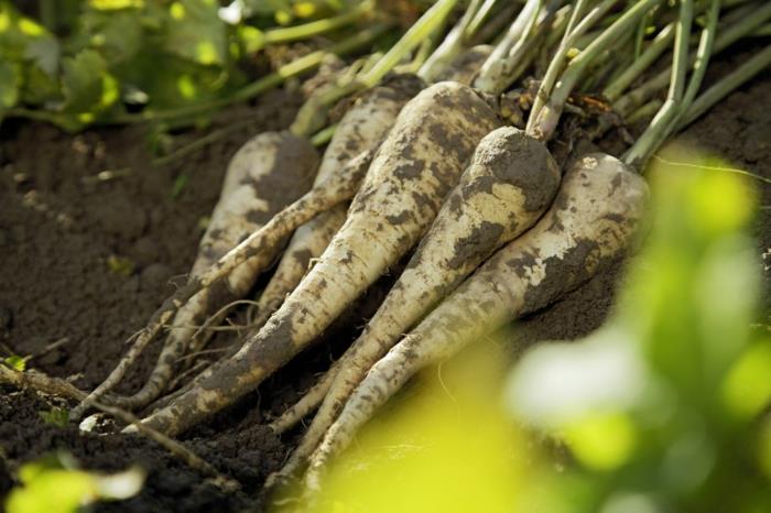 Τι είναι τα βιολογικά καθαρισμένα μαϊντανό λαχανικά