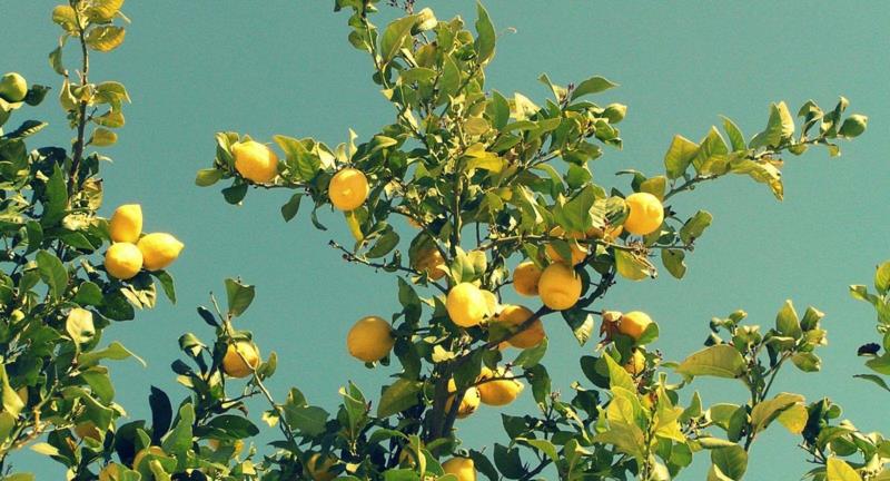 Πίνετε νερό με λεμόνι υγιεινό τρόπο ζωής λεμονιά