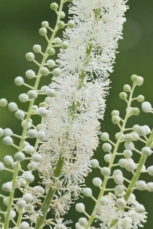 Άσπρα λουλούδια όμορφο διακοσμητικό φυτό
