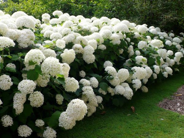 Κοπή λευκών ορτανσιών - ιδέες σχεδιασμού κήπου