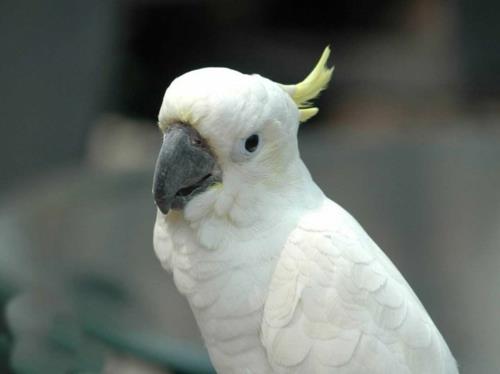 Ζώα πολικό απίστευτο λευκό παπαγάλο αλμπίνο