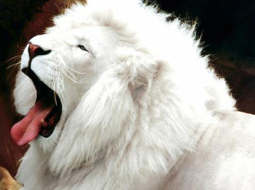 αλμπίνο ζώα πολικό απίστευτο λευκό λιοντάρι