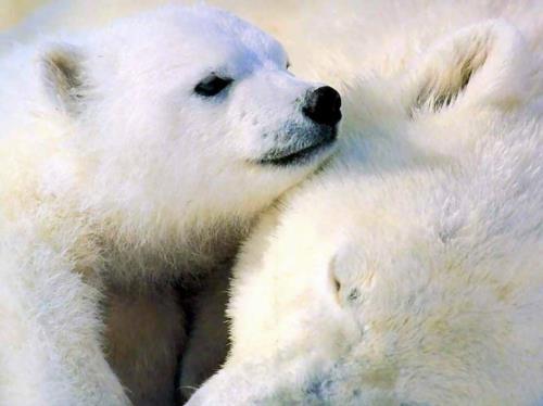αλμπίνο ζώα πολική απίστευτη λευκή πολική αρκούδα