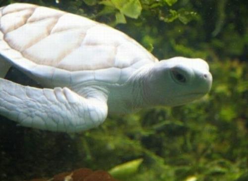 αλμπίνο ζώα πολική απίστευτη λευκή υποβρύχια χελώνα