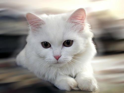 αλμπίνο ζώα πολική απίστευτη λευκή γάτα