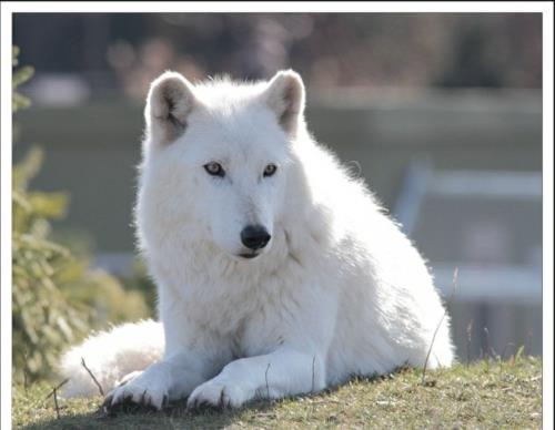 Λευκά ζώα λύκος πολικό απίστευτο περιβάλλον της φύσης