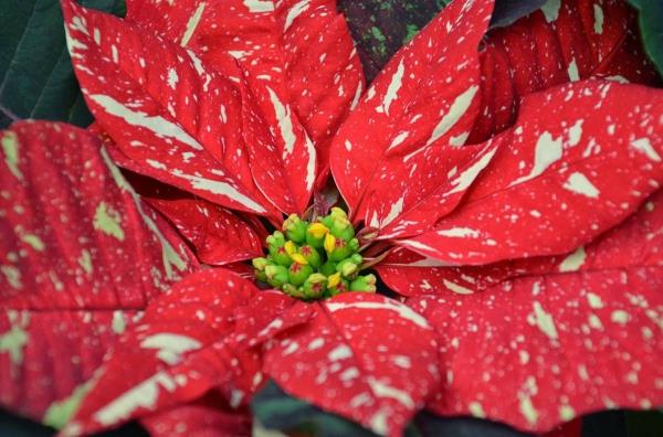 Φροντίδα Poinsettia - συμβουλές για ένα υγιές καλλωπιστικό φυτό ακόμα και μετά τα χριστουγεννιάτικα κοντινά poinsettie σημεία
