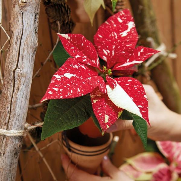 Poinsettia care - συμβουλές για ένα υγιές καλλωπιστικό φυτό ακόμα και μετά τα Χριστούγεννα Repot the poinsettie mini