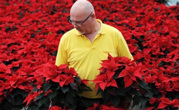 Φροντίδα Poinsettia - συμβουλές για ένα υγιές καλλωπιστικό φυτό ακόμη και μετά τα Χριστούγεννα επιλέγοντας σωστά υγιεινά poinsettie