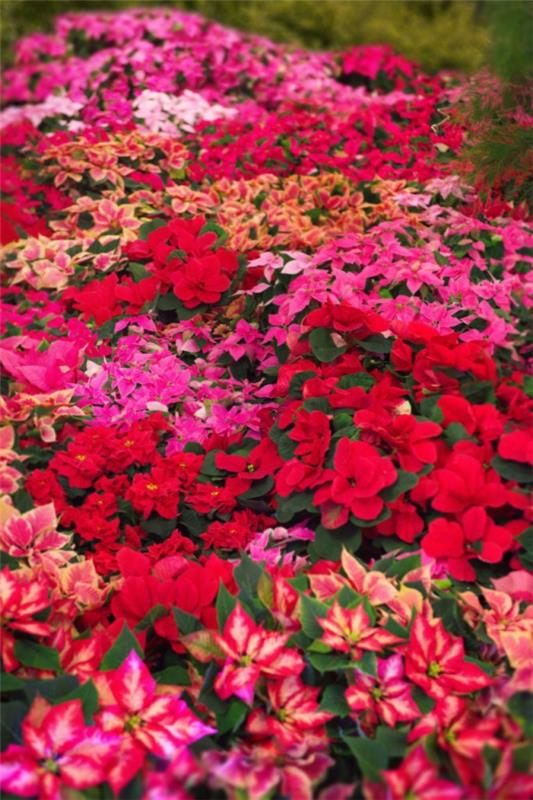Φροντίδα Poinsettia - συμβουλές για ένα υγιές διακοσμητικό φυτό ακόμη και μετά το χριστουγεννιάτικο θερμοκήπιο poinsettie