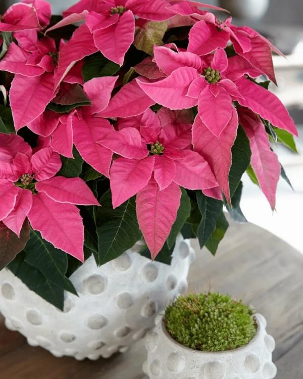 Φροντίδα Poinsettia - συμβουλές για ένα υγιές καλλωπιστικό φυτό ακόμη και μετά την χριστουγεννιάτικη ποικιλία rosa poinsettie