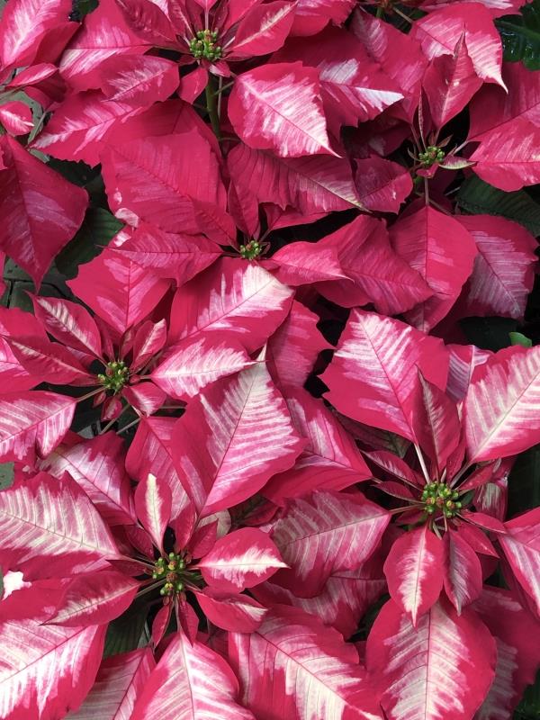 Poinsettia care - συμβουλές για ένα υγιές καλλωπιστικό φυτό ακόμη και μετά τα Χριστούγεννα ροζ και λευκό deco poinsettie όμορφο
