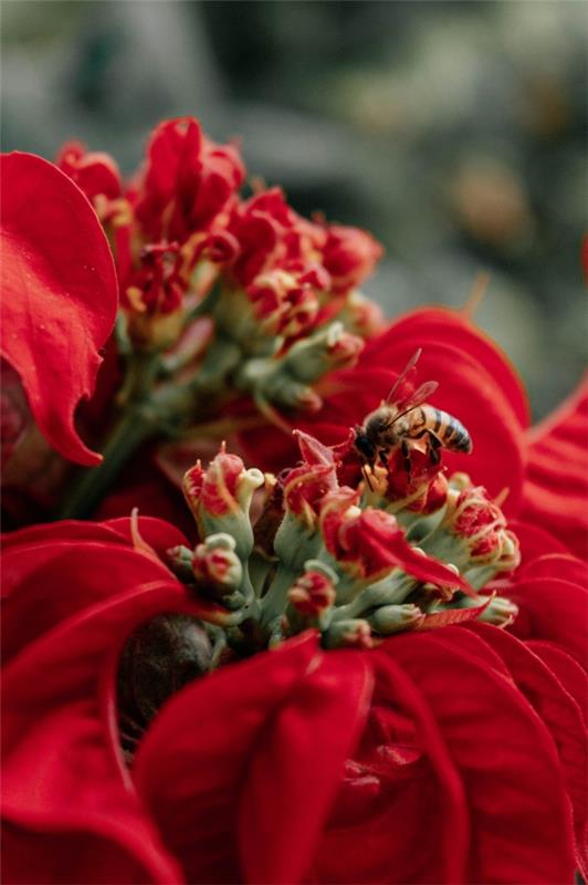 Poinsettia care - συμβουλές για ένα υγιές καλλωπιστικό φυτό ακόμα και μετά τα Χριστούγεννα κόκκινο poinsettia με μέλισσα