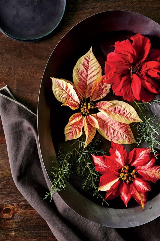 Φροντίδα Poinsettia - συμβουλές για ένα υγιές καλλωπιστικό φυτό ακόμη και μετά τα Χριστούγεννα