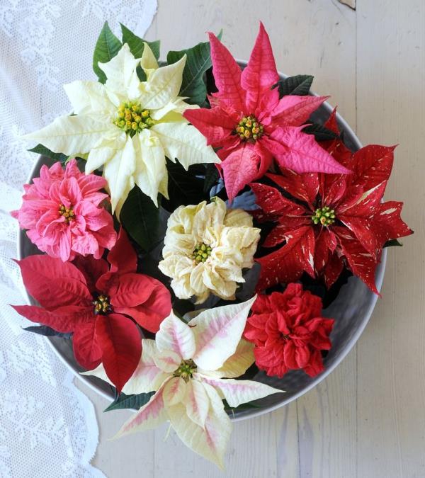 Poinsettia care - συμβουλές για ένα υγιές καλλωπιστικό φυτό ακόμη και μετά από χριστουγεννιάτικα διακοσμητικά τραπέζια διαφορετικών τύπων