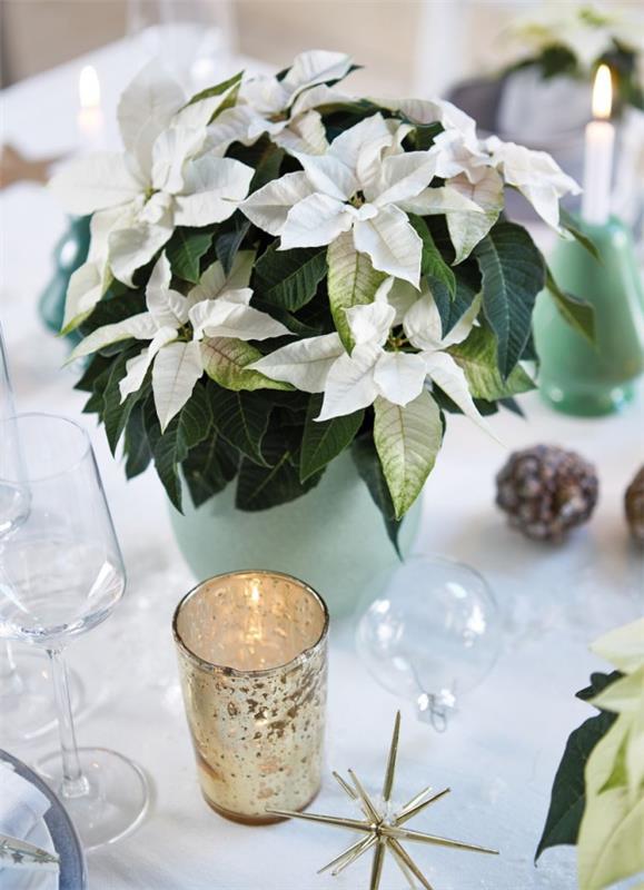 Φροντίδα Poinsettia - συμβουλές για ένα υγιές καλλωπιστικό φυτό ακόμα και μετά τα Χριστουγεννιάτικα λευκά διακοσμητικά τραπέζια