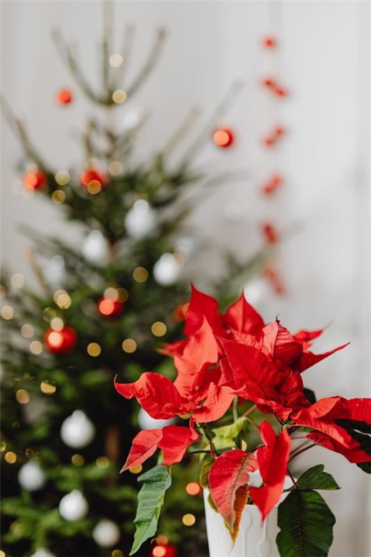Poinsettia care - συμβουλές για ένα υγιές καλλωπιστικό φυτό ακόμα και μετά τη Χριστουγεννιάτικη διακόσμηση Χριστουγέννων poinsettie ωραίο κόκκινο