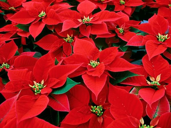 Εικόνες φροντίδας Poinsettia λουλούδι έντονη