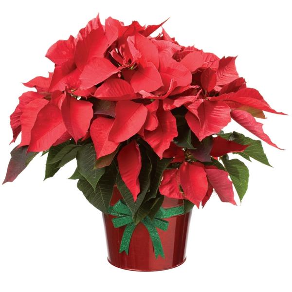 Εικόνες φροντίδας Poinsettia λουλούδι πλούσιο