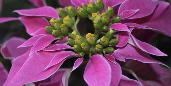 εικόνες φροντίδας λουλούδι poinsettia ροζ μοβ