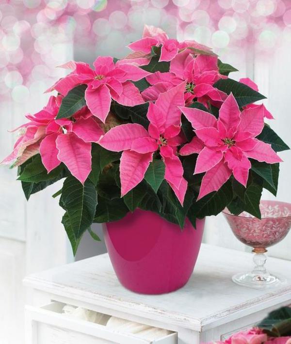 διατηρεί τις εικόνες poinsettia ροζ λουλούδι